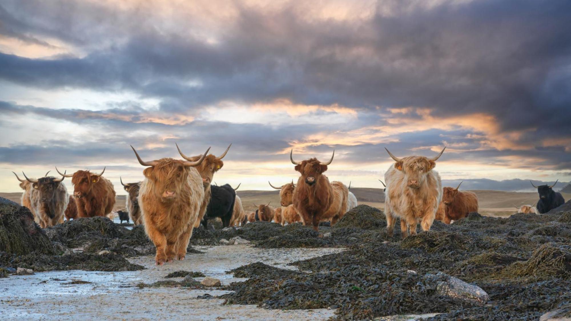 North Uist Lodges Tigharry Exterior foto